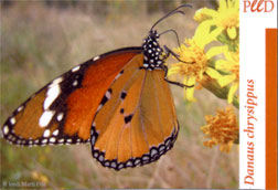 IMAN MARIPOSA DANAUS CHRYSIPPUS 1