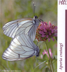 IMAN MARIPOSA APORIA CRATAEGI 1