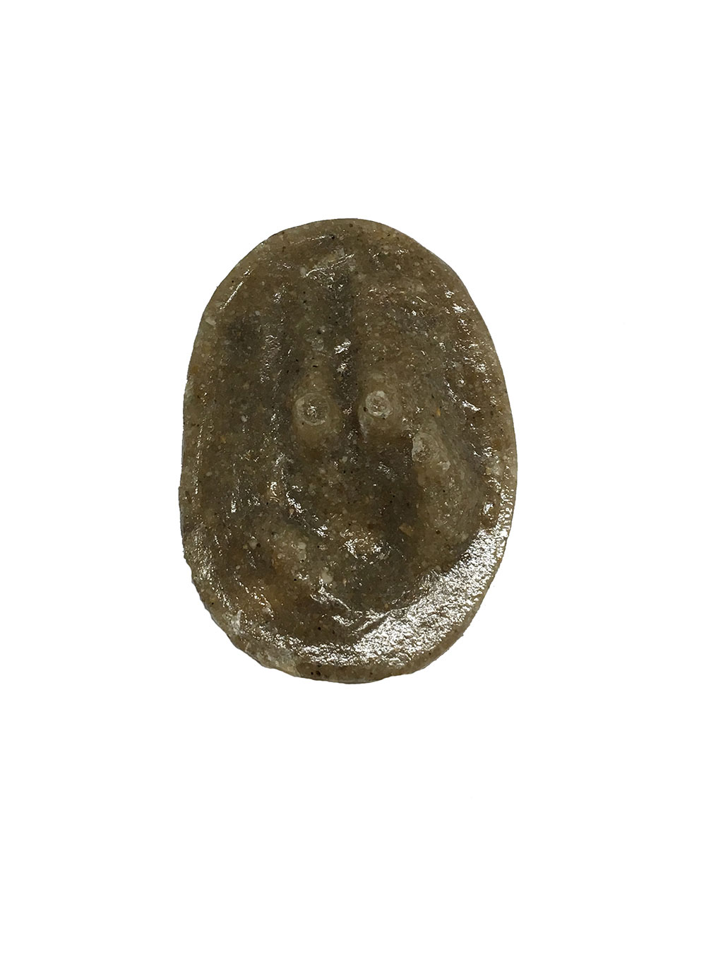 MOLDE HUELLA ORYCTOLAGUS CUNICULUS (CONEJO, CONILL, COELLO BRAVO, UNTXIA) 1