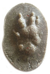MOLDE HUELLA ERINACEUS EUROPAEUS (ERIZO, ERIÇÓ FOSC, OURIZO CACHO, TRIKU) 2