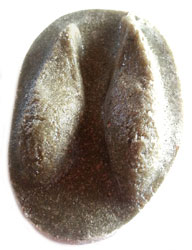 MOLDE HUELLA CAPREOLUS CAPREOLUS (CORZO, CABIROL, ORKATZ) 2