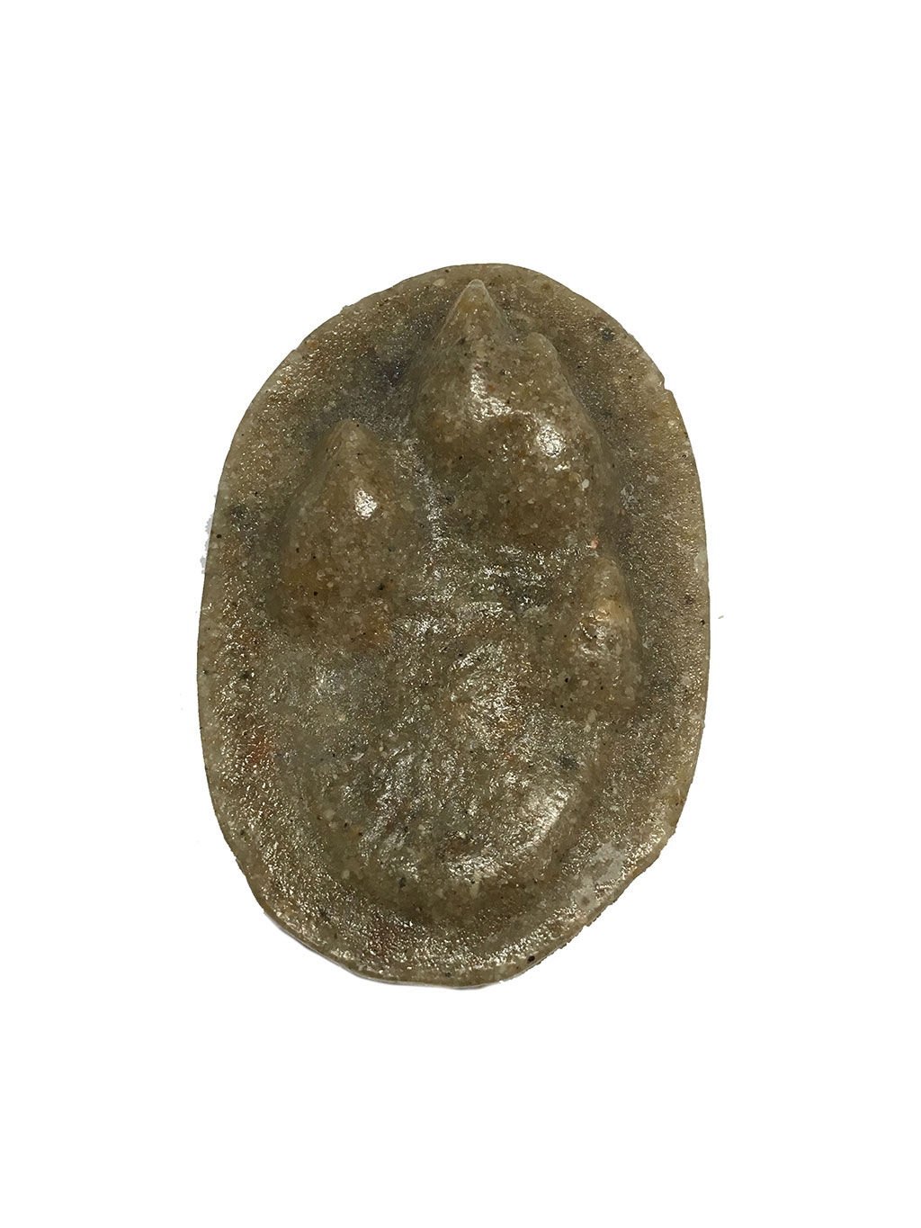 MOLDE HUELLA LEPUS GRANATENSIS (LIEBRE IBÉRICA, LLEBRE IBÈRICA, LEBRE, ERBIA) 1
