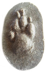 MOLDE HUELLA HERPESTES ICHNEUMON (MELONCILLO, MANGOSTA AFRICANA, MANGUÇO) 1