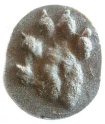 MOLDE HUELLA PIE LUTRA LUTRA (NUTRIA, LLÚDRIGA, LONDRA, IGARABA ARRUNTA) 2