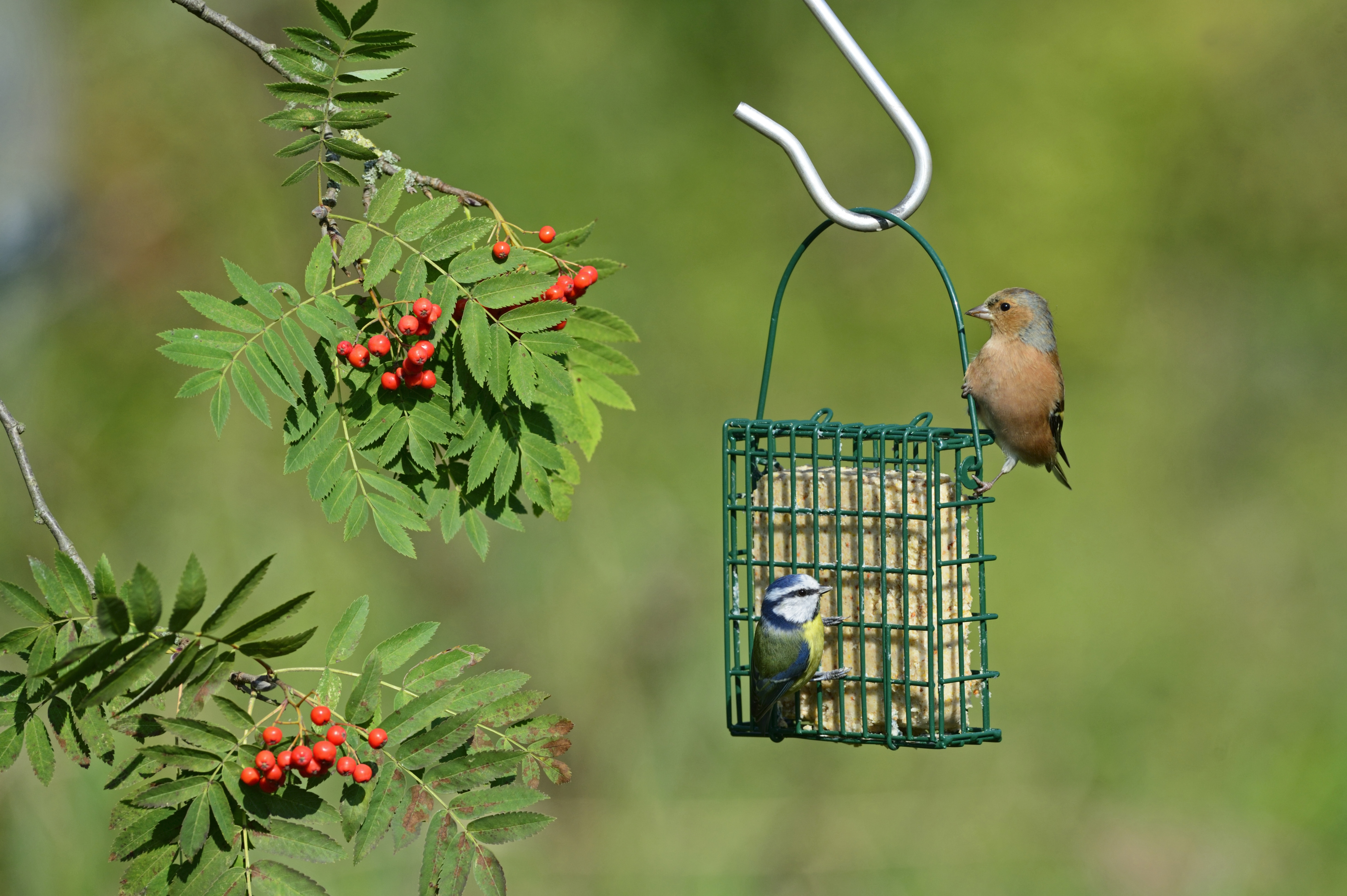 SF-SO COMEDERO PARA PASTELES DE SEBO 3