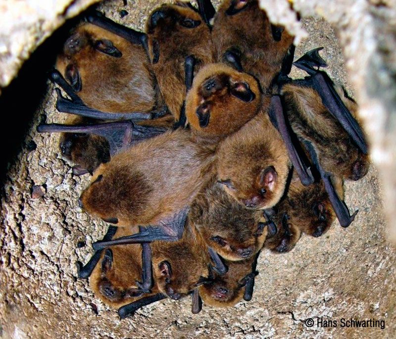 3FN CAJA NIDO ESPECIAL DE ENTRADA ESTRECHA 6