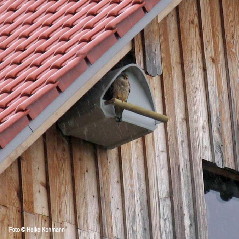 2TF CAJA NIDO PARA CERNICALO COMUN PARA COLOCAR EN FACHADAS 5