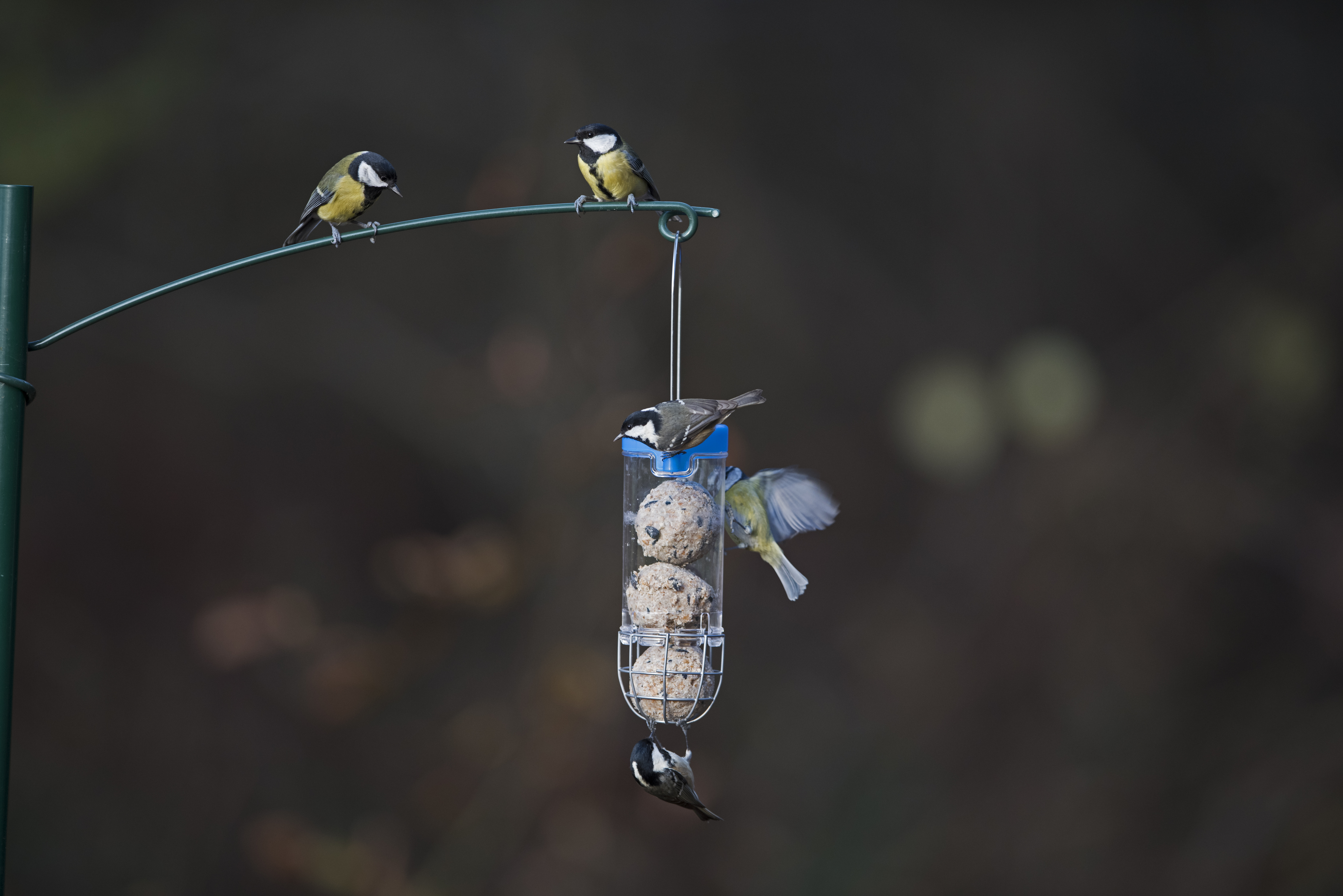 GSG-B1B COMEDERO PARA 3 BOLAS DE SEBO 2