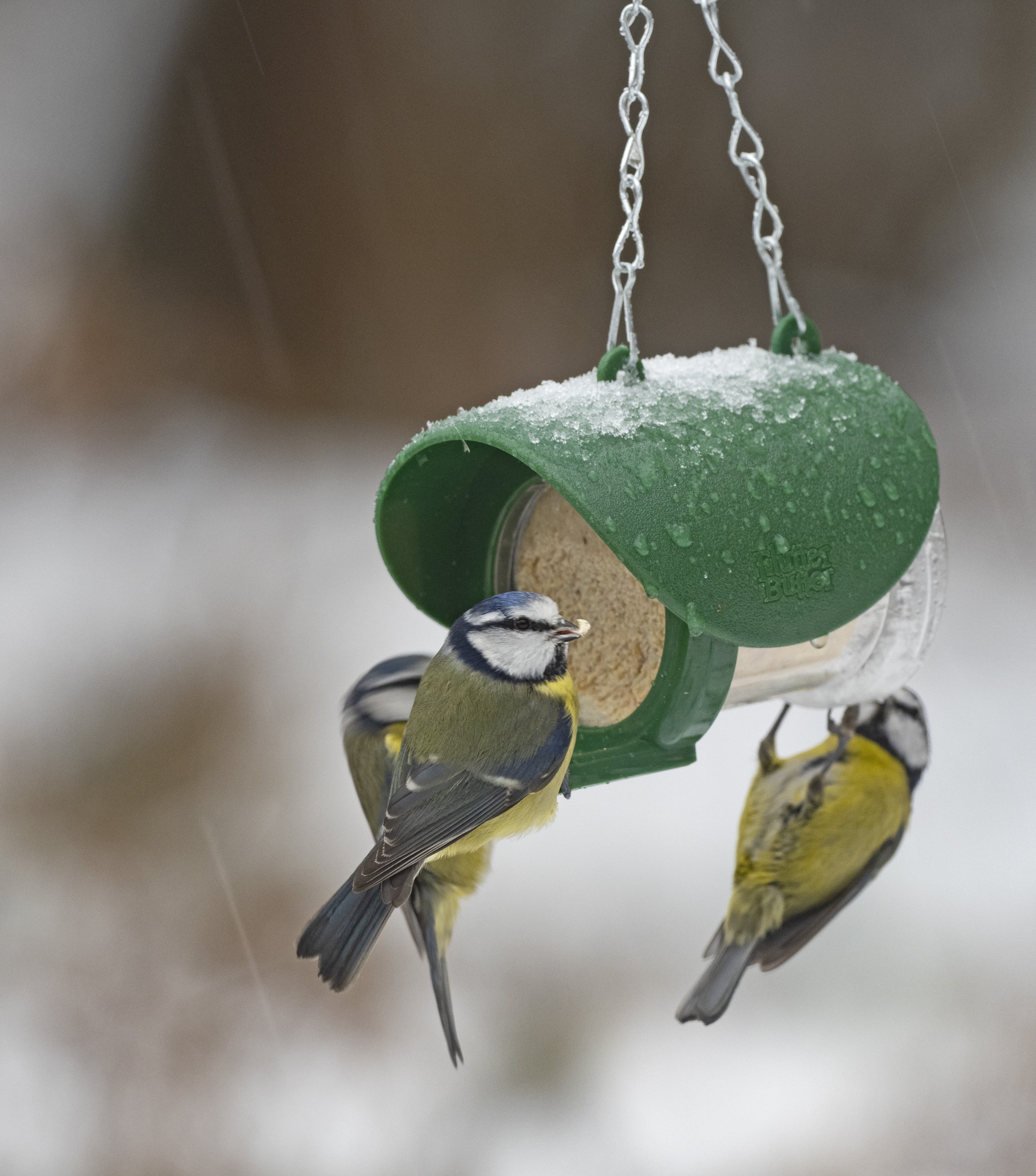 FBF-2 COMEDERO FLUTTER BUTTER PARA BOTES Y TARROS DE MANTECA DE CACAHUETE 3