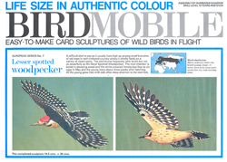 BIRDMOBILE PICO MENOR 1