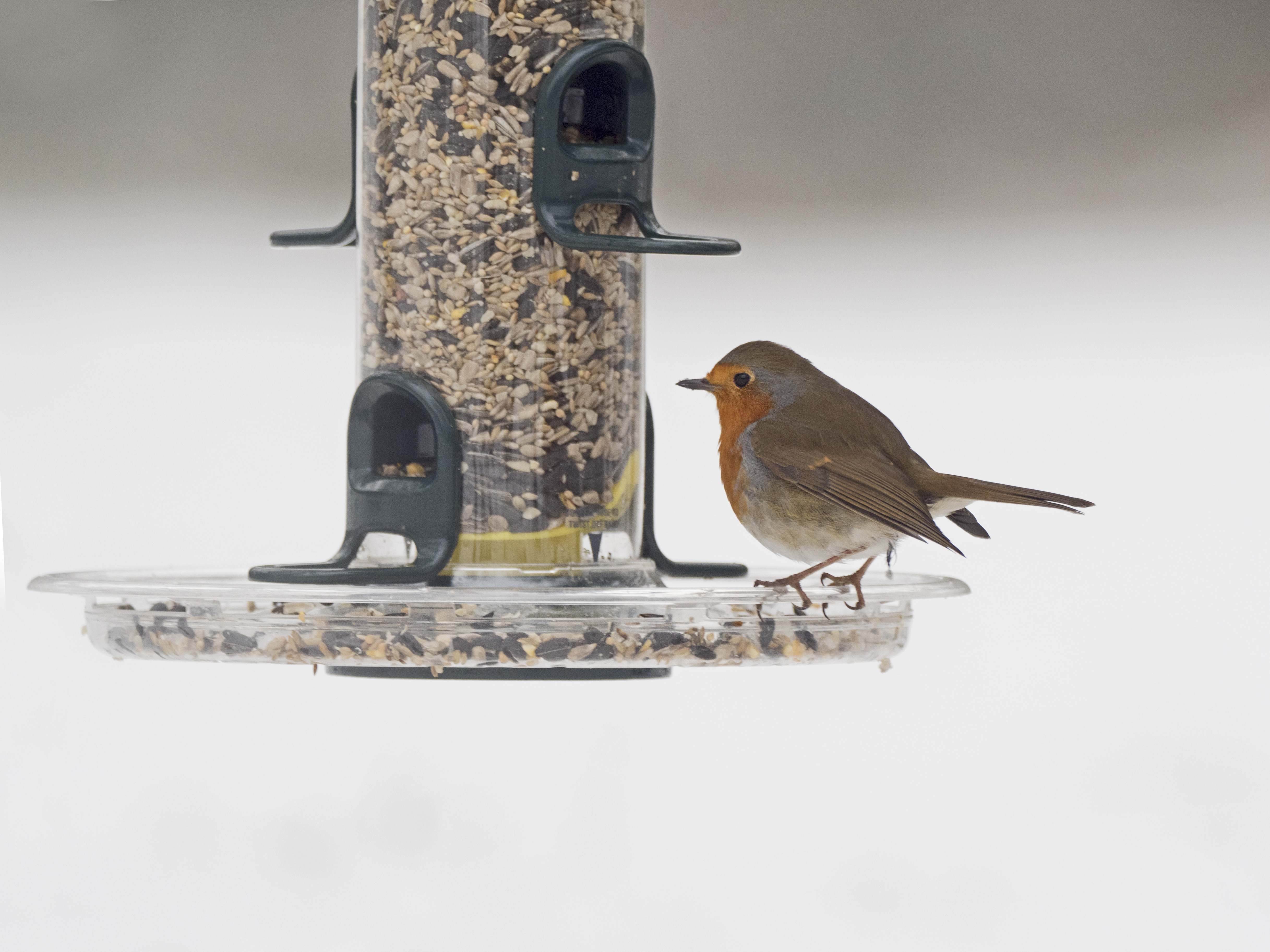 BE-1 PLATO BASE PARA COMEDEROS BIGEASY 2