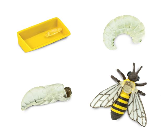 FIGURAS CICLO DE LA VIDA - ABEJA 2