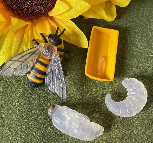 FIGURAS CICLO DE LA VIDA - ABEJA 3