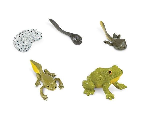 FIGURAS CICLO DE LA VIDA - RANA 2