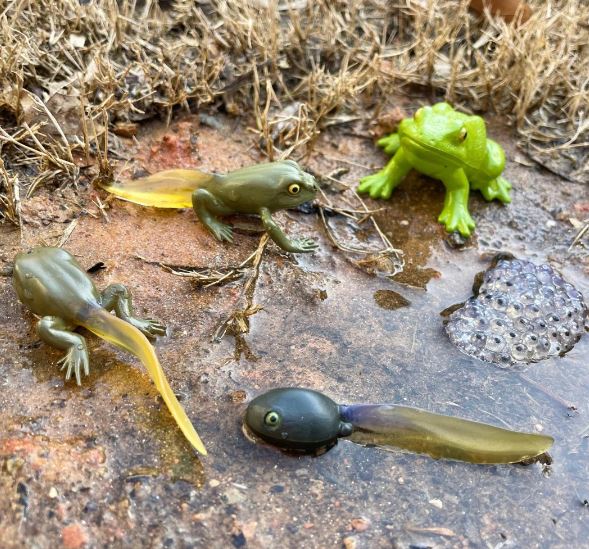 FIGURAS CICLO DE LA VIDA - RANA 3