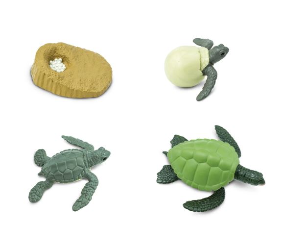 FIGURAS CICLO DE LA VIDA - TORTUGA MARINA 2