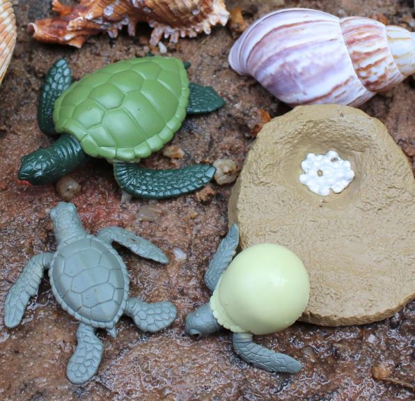 FIGURAS CICLO DE LA VIDA - TORTUGA MARINA 3
