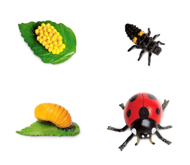 FIGURAS CICLO DE LA VIDA - MARIQUITA 2