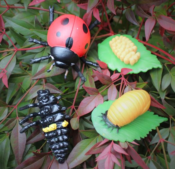 FIGURAS CICLO DE LA VIDA - MARIQUITA 3