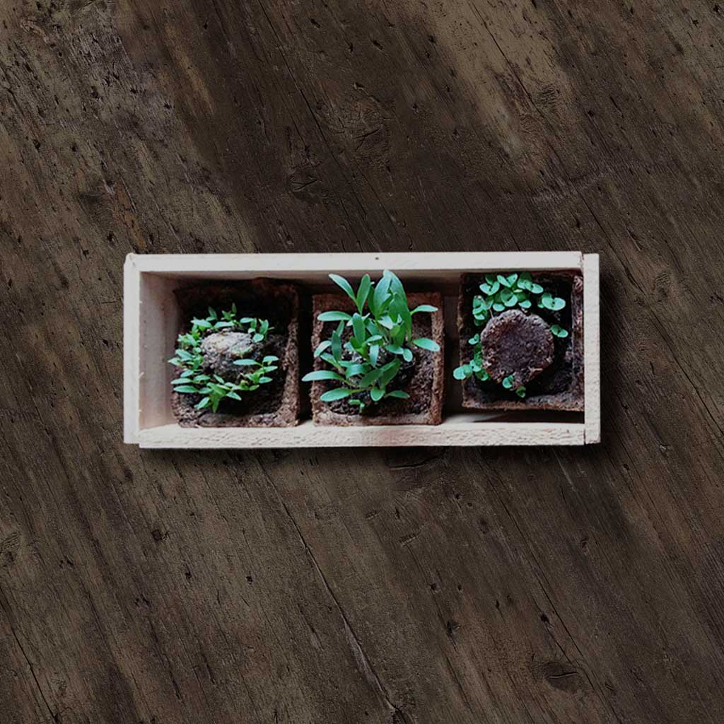 KIT AUTOCULTIVO PIZZA 2