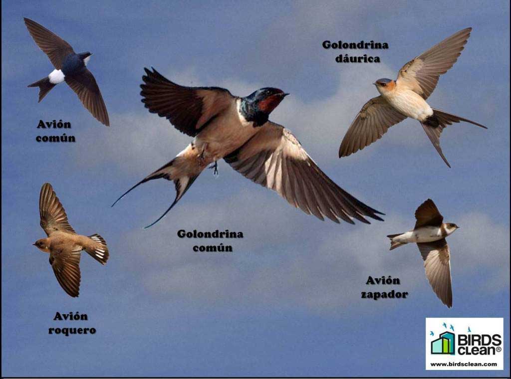 RECOGEDOR DE EXCREMENTOS DE GOLONDRINAS MODELO VOLANDO 3