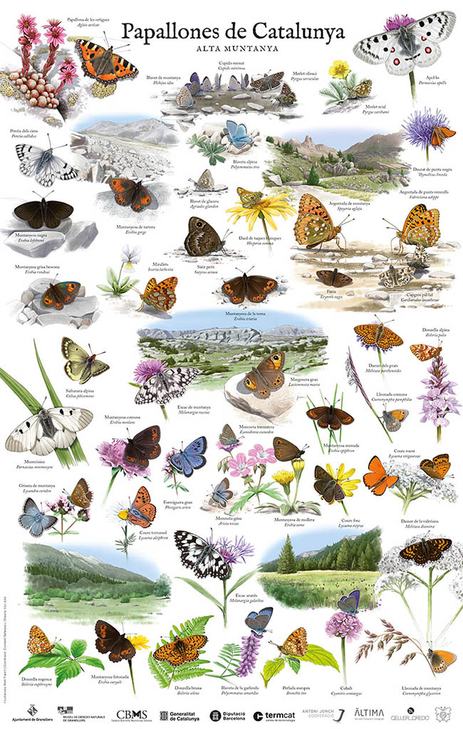 PÓSTER PAPALLONES DE CATALUNYA. ALTA MUNTANYA 1