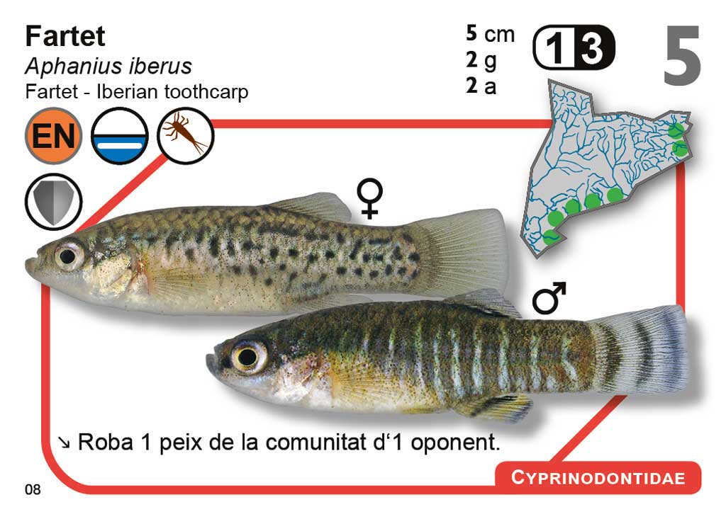 JOC DE CARTES ICTIO. DESCOBREIX L\'INCREÏBLE MÓN DELS PEIXOS CONTINENTALS DE CATALUNYA      2