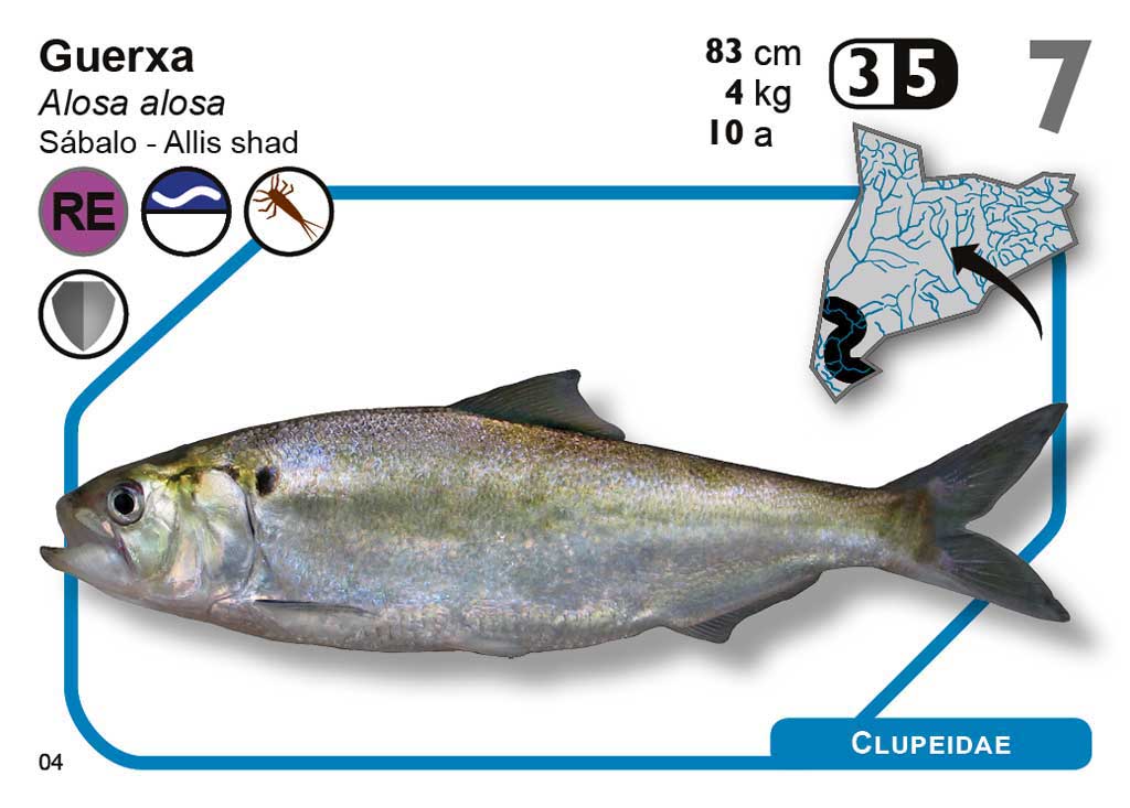 JOC DE CARTES ICTIO. DESCOBREIX L\'INCREÏBLE MÓN DELS PEIXOS CONTINENTALS DE CATALUNYA      3