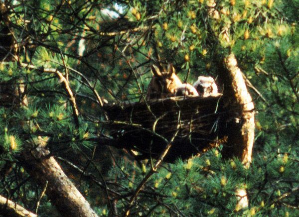CESTA DE MIMBRE PARA BÚHO CHICO 2