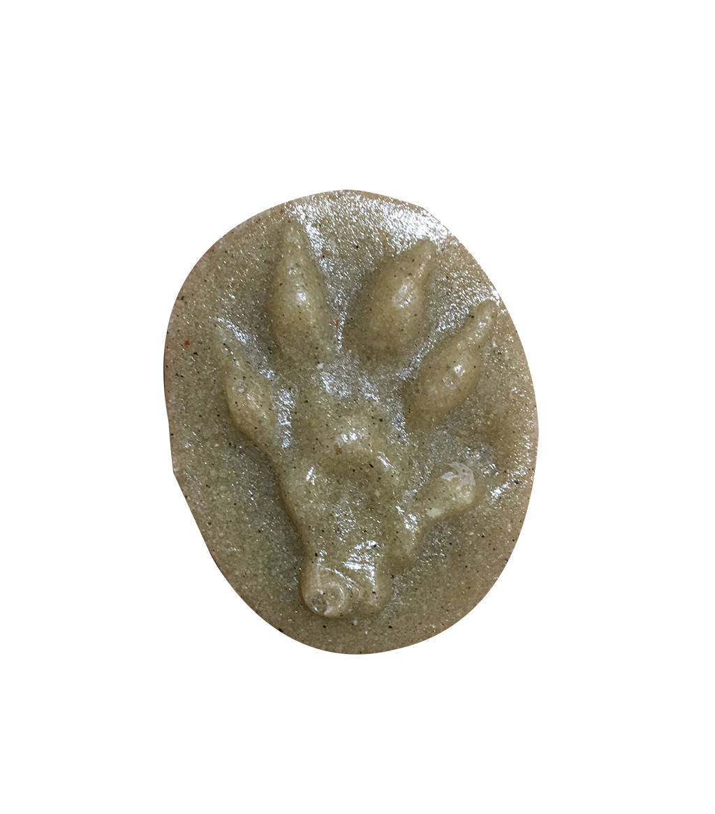 MOLDE HUELLA NEOVISON VISON (VISÓN AMERICANO, VISÓ AMERICÀ, VISÓN AMERICANO, AMERIKAR BISOI) 1