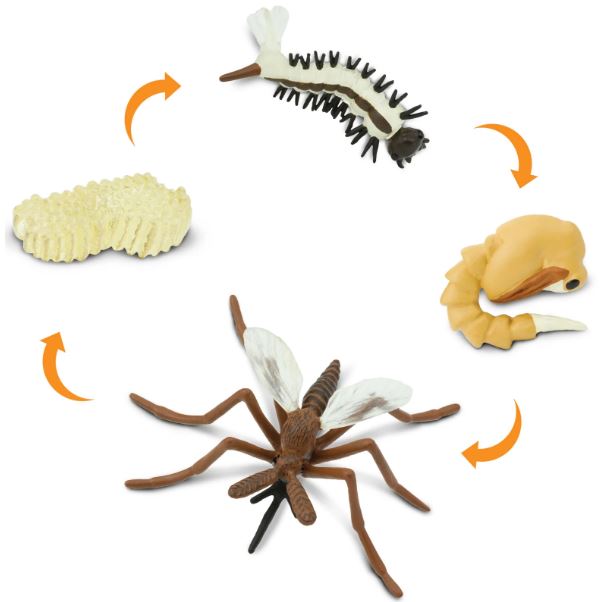 FIGURAS CICLO DE LA VIDA - MOSQUITO 2