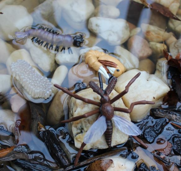 FIGURAS CICLO DE LA VIDA - MOSQUITO 3