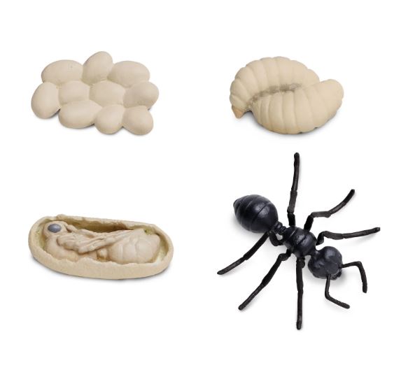 FIGURAS CICLO DE LA VIDA - HORMIGA 2