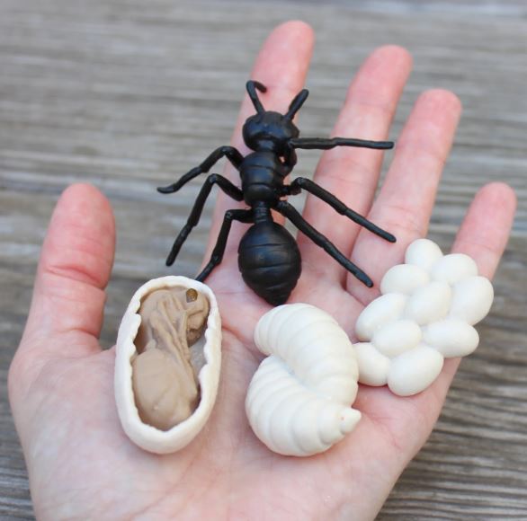 FIGURAS CICLO DE LA VIDA - HORMIGA 3