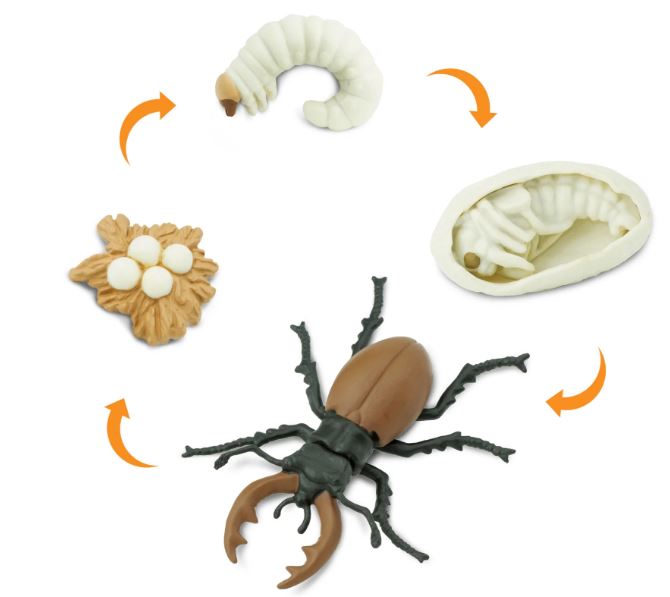 FIGURAS CICLO DE LA VIDA - CIERVO VOLADOR 2