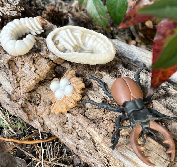 FIGURAS CICLO DE LA VIDA - CIERVO VOLADOR 3