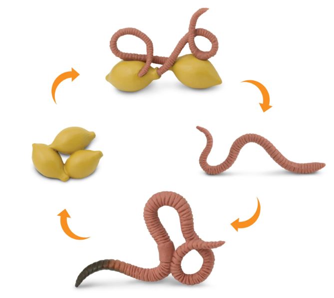 FIGURAS CICLO DE LA VIDA - LOMBRIZ 2