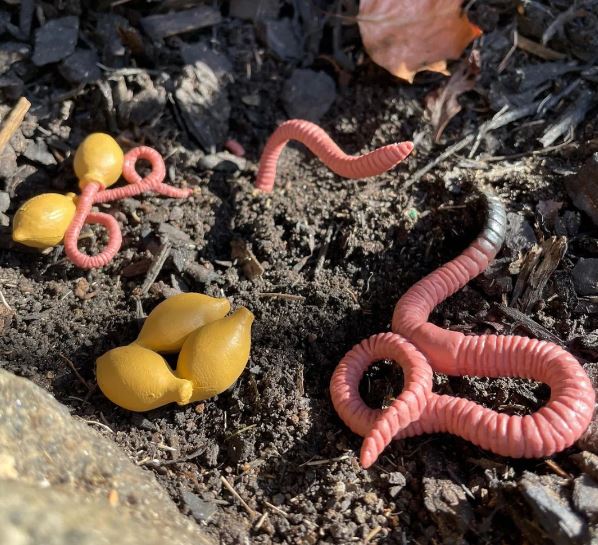 FIGURAS CICLO DE LA VIDA - LOMBRIZ 3