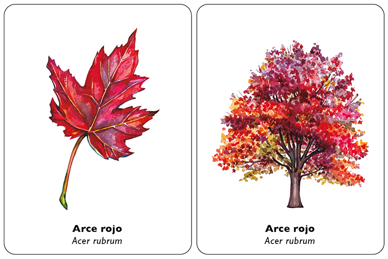 ENCUENTRA LA HOJA. JUEGO DE MEMORIA 2