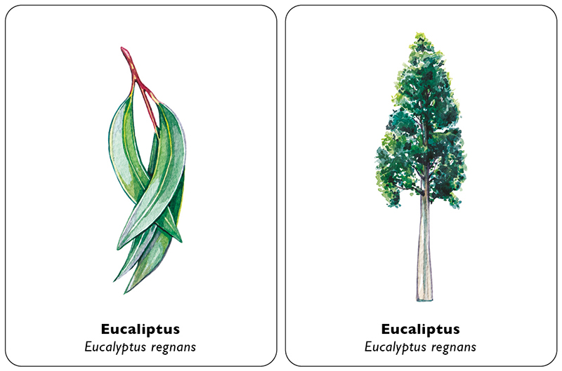 ENCUENTRA LA HOJA. JUEGO DE MEMORIA 3