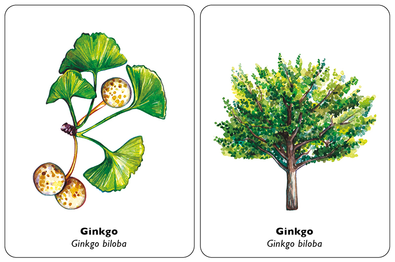 ENCUENTRA LA HOJA. JUEGO DE MEMORIA 4