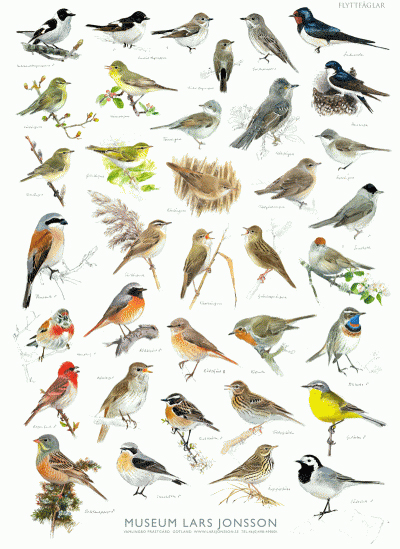 PÓSTER FLYTTFAGLAR - MUSEUM LARS JONSSON (AVES MIGRATORIAS) 1
