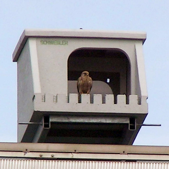 CAJA NIDO DE CEMENTO DE MADERA PARA HALCÓN PEREGRINO 2