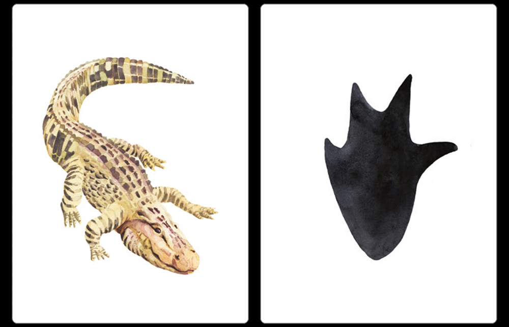 DESCOBRIU LA PETJADA. EMPARELLEU 25 ANIMALS AMB LLURS PETJADES 2