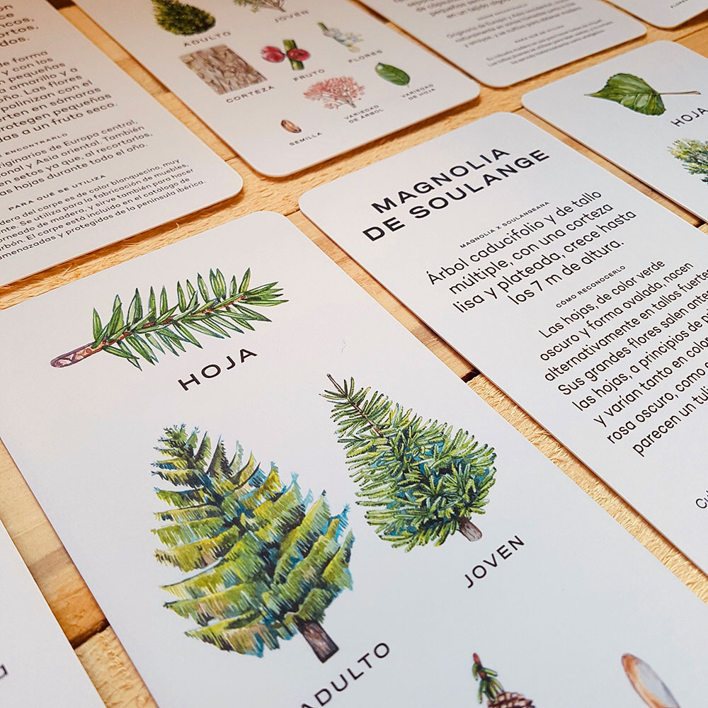 AVISTA EL ÁRBOL. IDENTIFICA 30 ÁRBOLES CON ESTAS CARTAS                                                                                                3