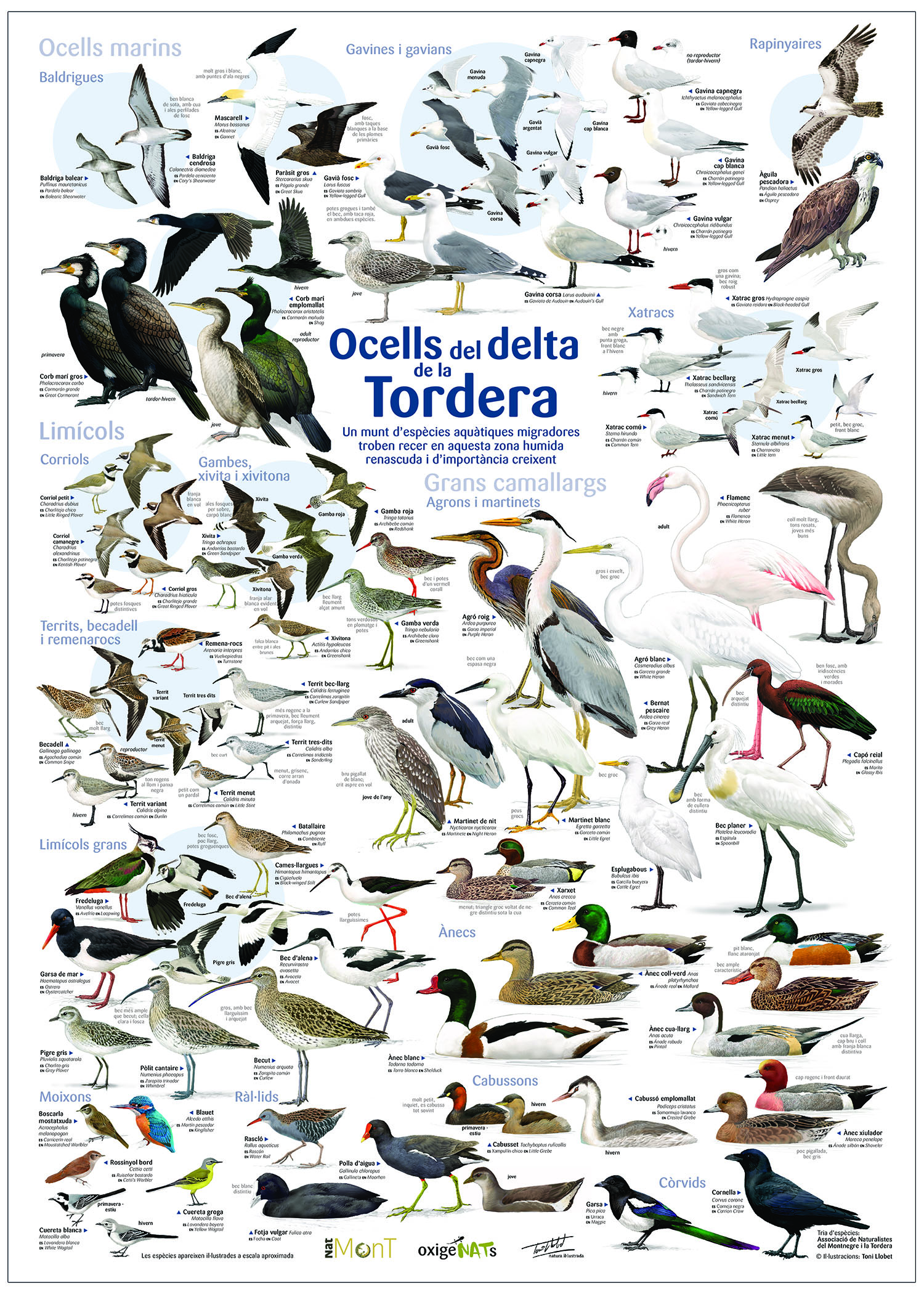 PÒSTER OCELLS DEL DELTA DE LA TORDERA 1