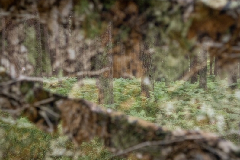 TRAGOPAN LÁMINA 3D DE CAMUFLAJE 1,5x3,5 m  5