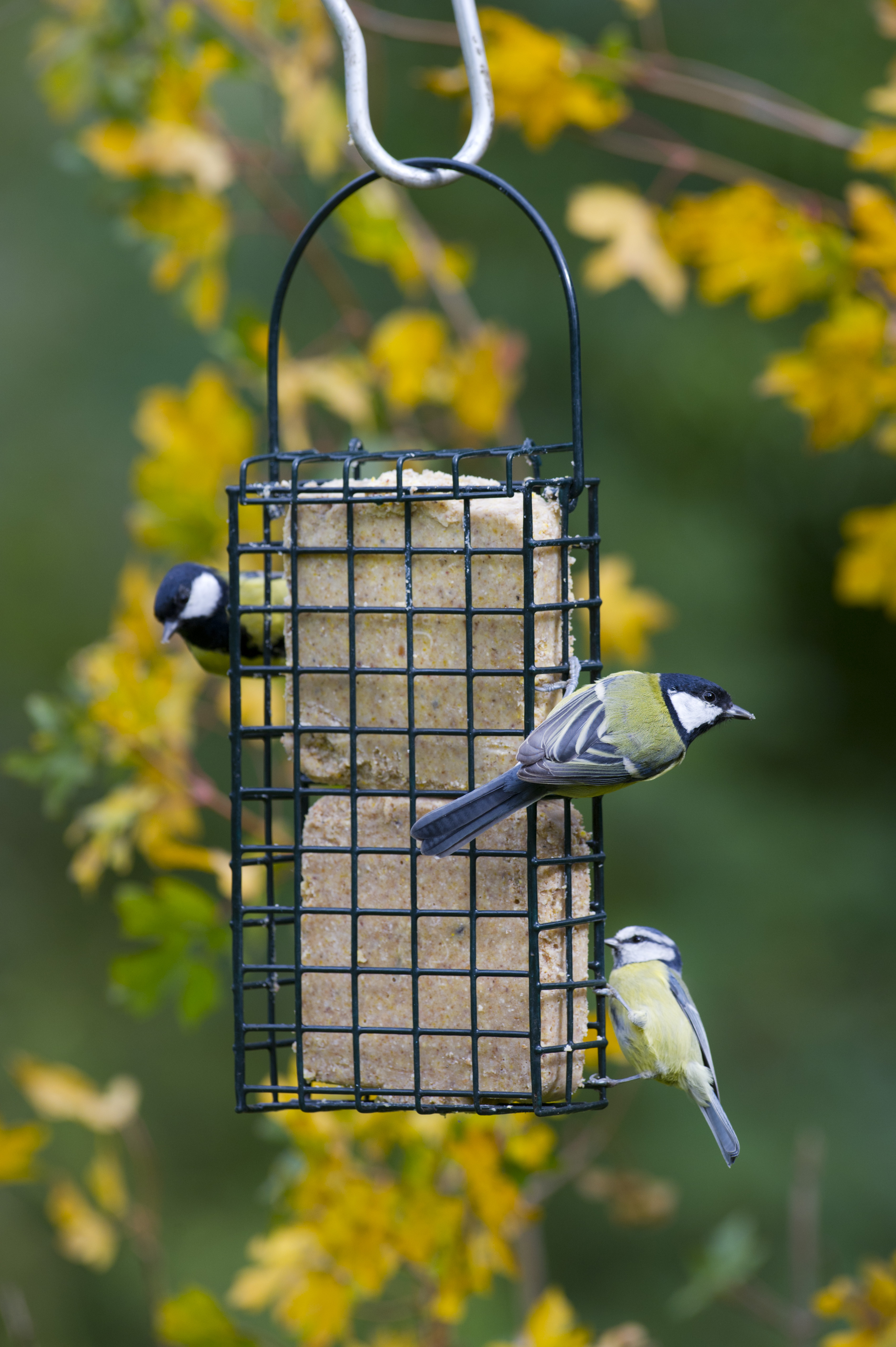 SFD-SO COMEDERO DOBLE PARA PASTELES DE SEBO 3