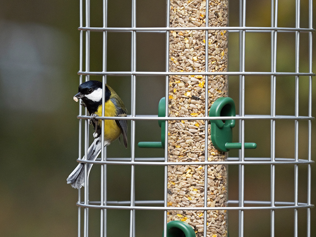 BFG-4 BIRD FEEDER GUARDIANS MEDIANO 3