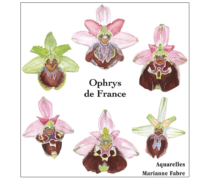 CAJA ACUARELAS- OPHRYS DE FRANCE, D'OCCITANIE, DE CATALOGNE ET DE CORSE